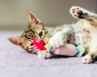 Un chaton tigré jouant au sol