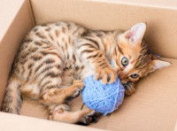 Un chat tigré jouant avec un pelote de laine