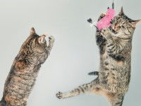 Deux chaton tigré jouant avec leur jouet