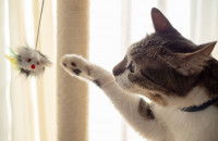 Un chat tente d'attraper un jouet