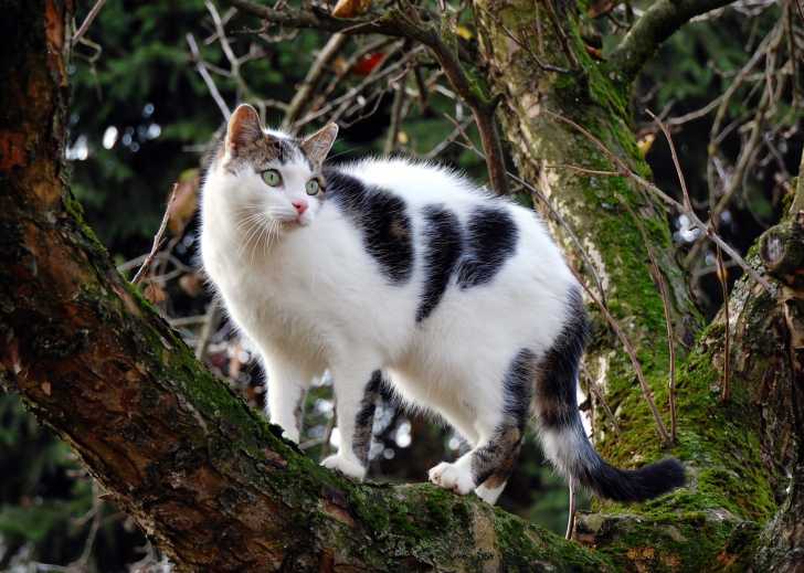 Chat Sportif Les Races De Chat Les Plus Sportives