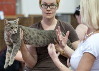 L’examen du chat par le juge