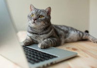 Les formalités pour inscrire son chat à une exposition féline