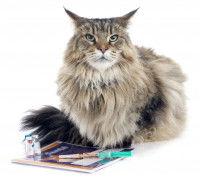 Les conditions pour pouvoir inscrire son chat à un concours de beauté