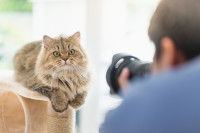 Un photographe prenant un chat tigré à poil long en photo