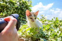 Une maitresse prenant son petit chat en photo dans le jardin