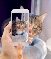 Une maitresse prenant son chat tigré en photo