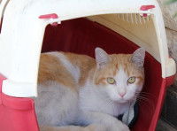 Préparer son chat la veille de l’exposition