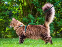 Un Maine Coon équipé d'un harnais pour une promenade en laisse