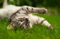 Un chat tigré allongé dans le jardin