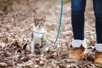 Un maître promène son chat en laisse