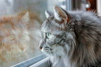 Un chat à poil long regarde par la fenêtre de son appartement