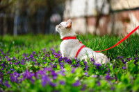 Un chat est promené en laisse dans un jardin en fleurs