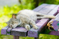 Un chat fatigué dort allongé sur un banc