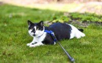 Un chat noir et blanc attaché en laisse
