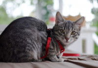 Un chat gris tabby équipé d'un harnais de promenade