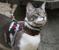 Un chat équipé d'un harnais et d'une laisse