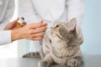 un vétérinaire fait un vaccin à un chat