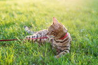 Un chat tenu en laisse allongé dans l'herbe