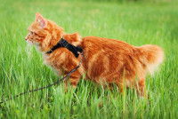 Un chat roux à la queue courte fait une promenade en laisse
