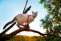 Un chat tenu en laisse grimpe dans un arbre