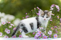 Un petit chaton noir et blanc au milieu de fleurs