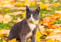 Petit chat gris et blanc tenu en laisse