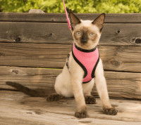 Chat équipé d'un harnais à la place d'un collier