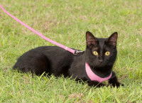 Un beau chat noir tenu en laisse dans le jardin