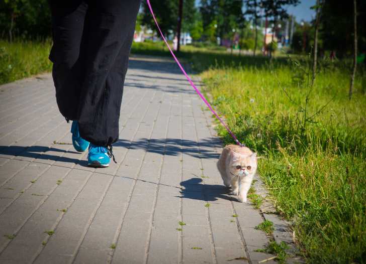 Promener Son Chat En Laisse Pourquoi Quand Et Comment