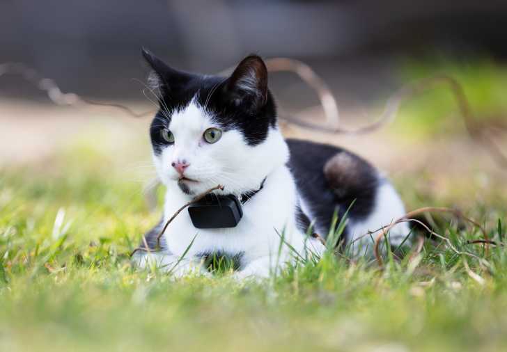 Promener Son Chat En Laisse Pourquoi Quand Et Comment