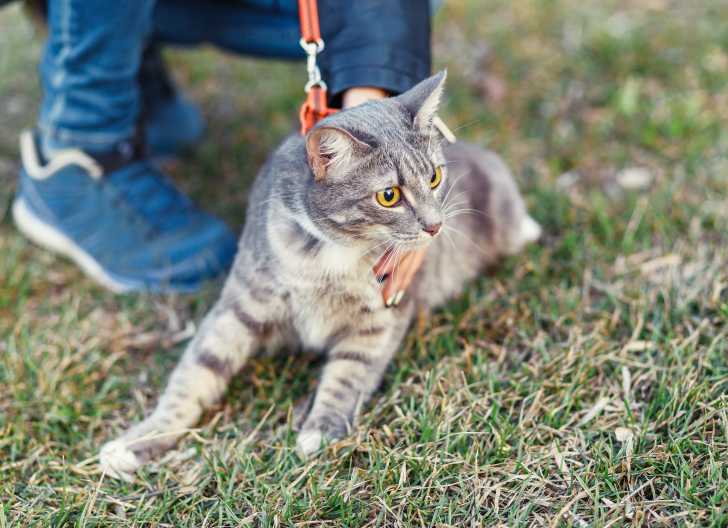 Promener Son Chat En Laisse Pourquoi Quand Et Comment