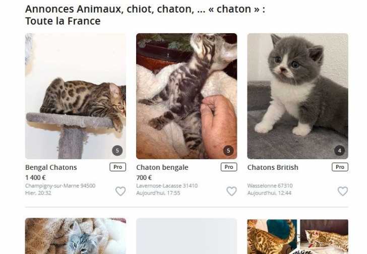 Les Usines A Chatons Et L Elevage Intensif De Chats