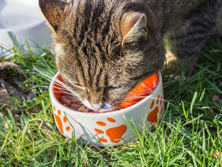 Accueillir Et Vivre Avec Un Chaton A La Maison