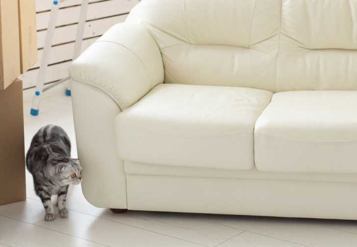 Adopter Et Accueillir Un Chat Adulte Le Guide Complet