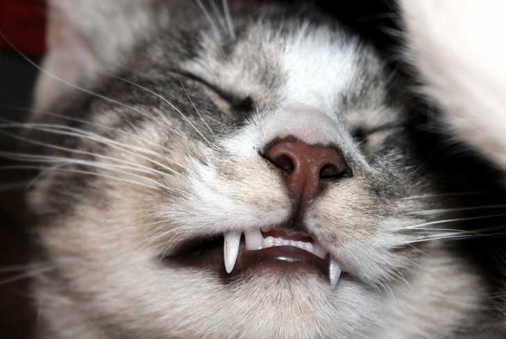 adolescent chatte se déplace
