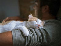 Un chat dormant dans les bras d'un homme