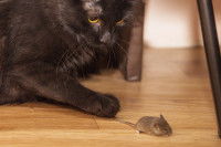 Un chat noir tenant une souris par la queue
