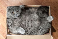 Un chat allong&eacute; sur le dos et incroyablement comprim&eacute; dans un petit carton