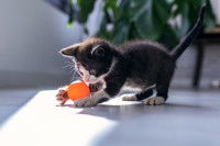 Un chaton jouant avec une balle