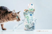 Un chat regardant un bocal rempli de billets