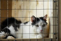 Un chat couché derrière les grillages d'une cage