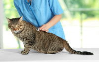 Un chat gris examiné par le vétérinaire