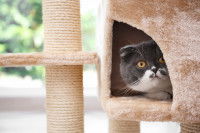 Un chat caché dans la maisonnette d'un arbre à chats