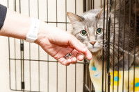 Un chat caressé dans la porte entrouverte d'une cage