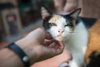 Une chatte tricolore caressée par un homme