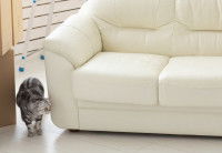 Un chat à coté d'un divan blanc dans sa nouvelle maison