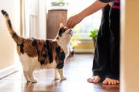 Un chat caressé par un enfant