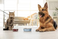 Un chat se tient assis à côté d'un Berger Allemand