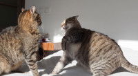 Deux chats gris se disputent sur le lit